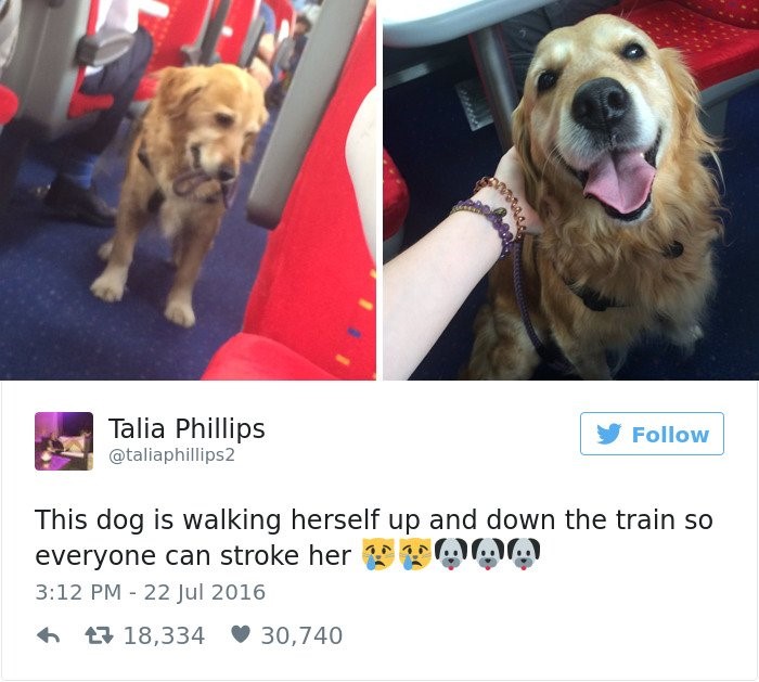 Top 20 best dog tweets "This dog is walking herself up and down the train so everyone can stroke her"